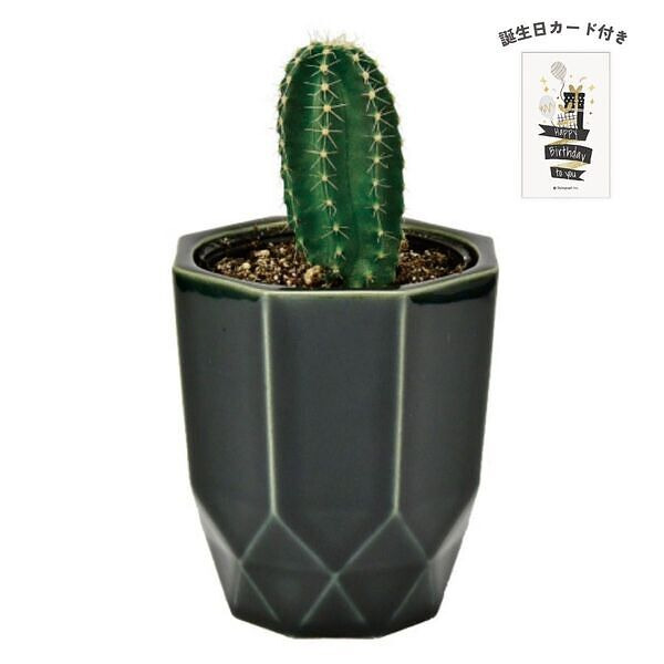 ハチカク カクタス 黒 柱サボテン 誕生日カード付