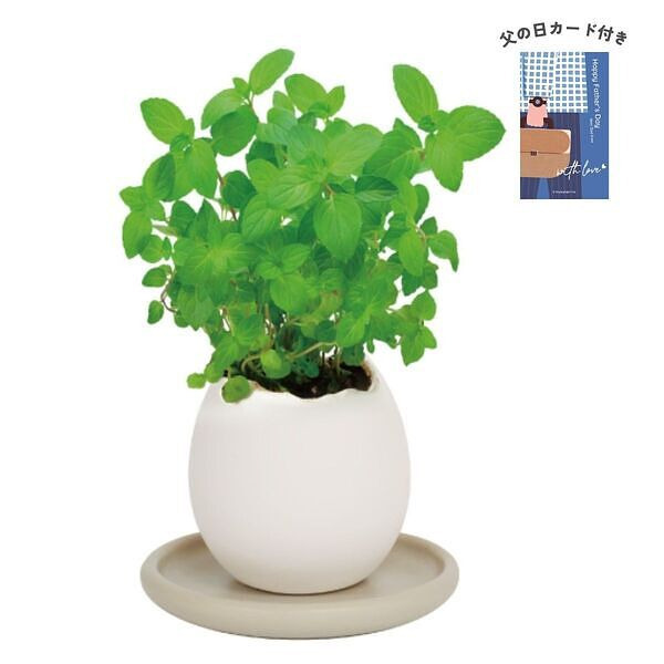 エッグリング＆ソーサー ミント 父の日カード付