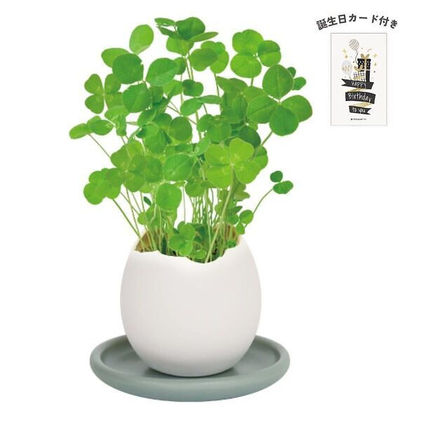 エッグリング＆ソーサー 四つ葉のクローバー 誕生日カード付