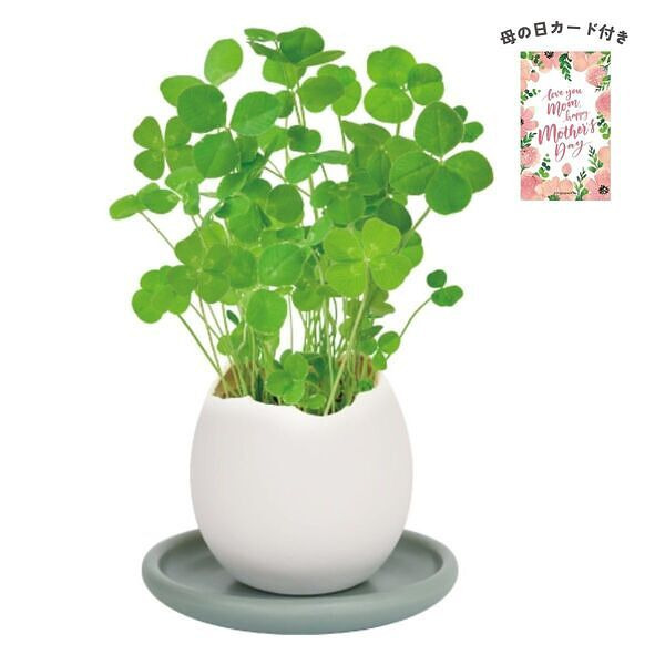 エッグリング＆ソーサー 四つ葉のクローバー 母の日カード付