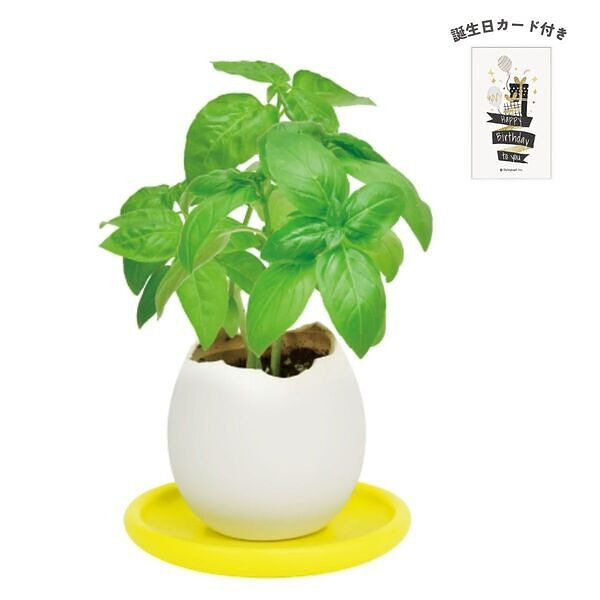 エッグリング＆ソーサー バジル 誕生日カード付