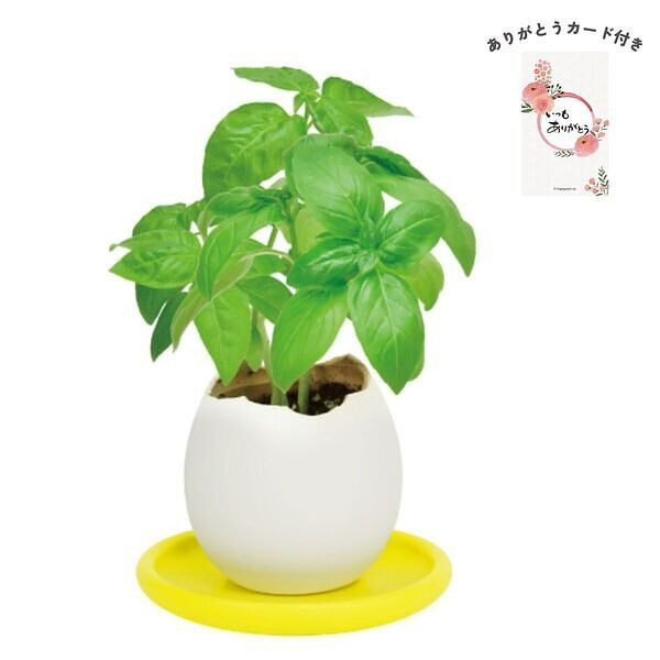エッグリング＆ソーサー バジル ありがとうカード付