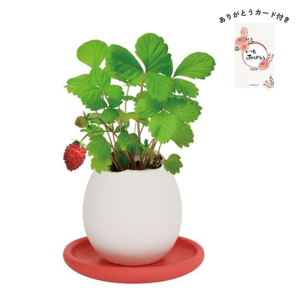 エッグリング＆ソーサー ワイルドストロベリー ありがとうカード付