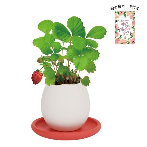 エッグリング＆ソーサー ワイルドストロベリー 母の日カード付