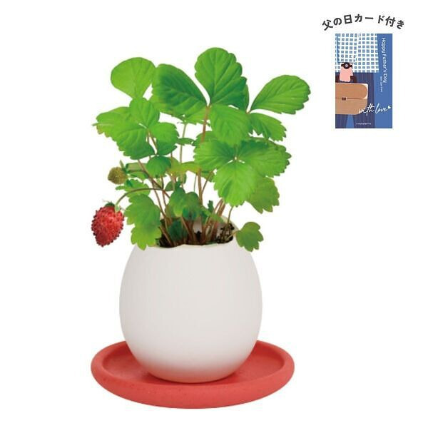 エッグリング＆ソーサー ワイルドストロベリー 父の日カード付