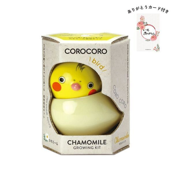 コロコロバード オカメ カモミール ありがとうカード付