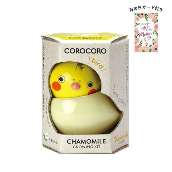 コロコロバード オカメ カモミール 母の日カード付