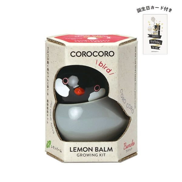 コロコロバード ブンチョウ レモンバーム 誕生日カード付
