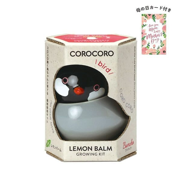 コロコロバード ブンチョウ レモンバーム 母の日カード付